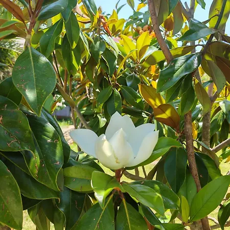 Casa Mia - Zara アパート *